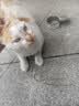 皇家搭档猫罐头猫零食鸡肉丝鱼油蔓越莓金枪鱼丝三种口味混合85g*6罐 实拍图