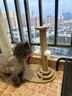 HELLOJOY猫抓板猫爬架一体耐磨不掉屑剑麻抓柱耐抓逗猫棒猫咪玩具自嗨解闷 实拍图