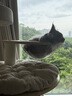 兽牌森林猫爬架大型猫树猫窝一体豪华剑麻猫架太空舱缅因大猫四季适用 森林Plus【实木上漆款】 实拍图