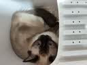 卷尾巴（CURLY TAIL）猫砂盆全封闭式特大号猫厕所除臭防外溅顶入式超大猫沙盆猫咪用品 气质灰中号【推荐幼猫】 实拍图