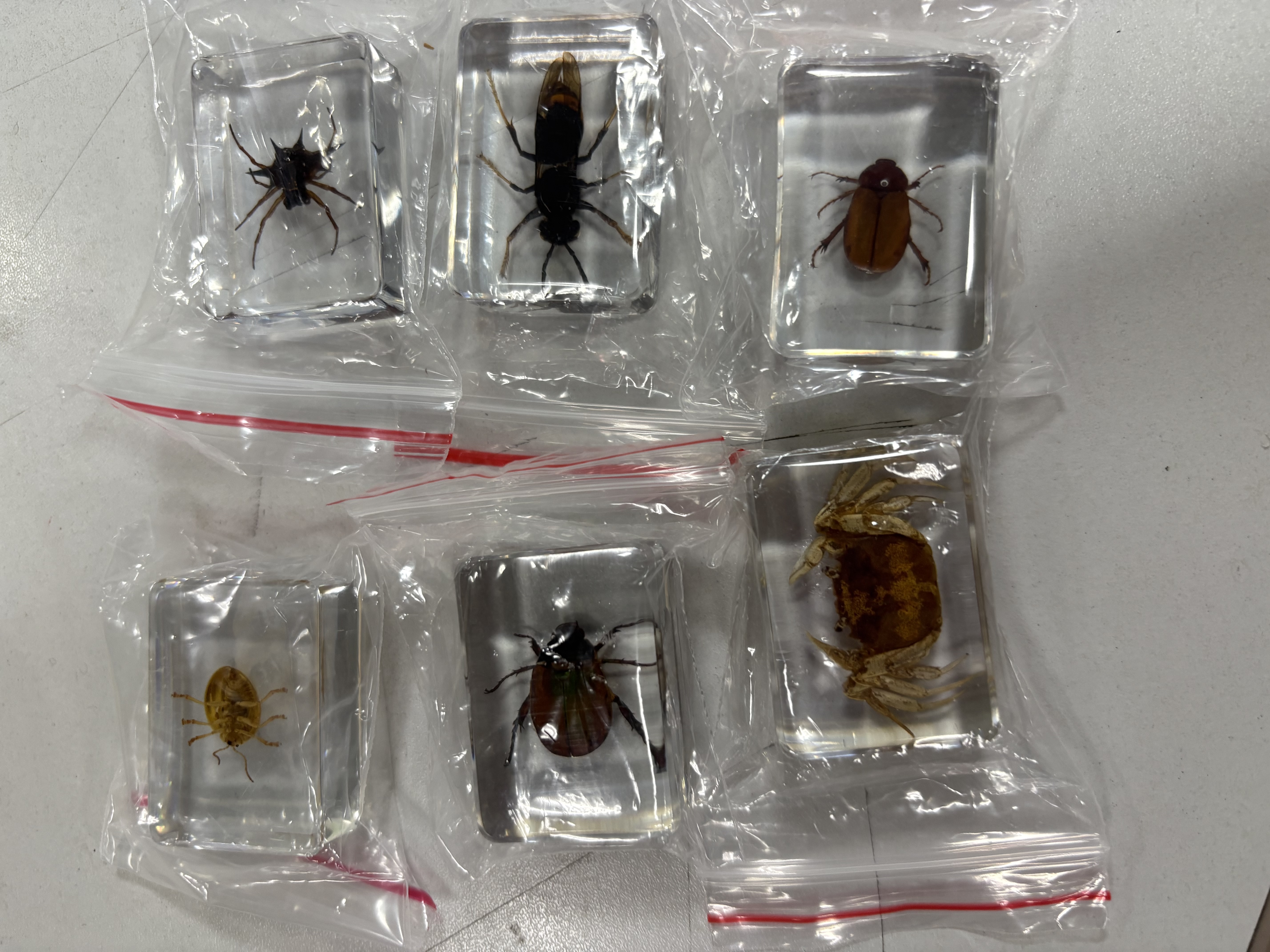 Aseblarm真实昆虫标本真虫动物树脂化石考古盲盒儿童挖掘玩具男女孩礼物 35*25*12MM 随机6个装（不重复） 实拍图