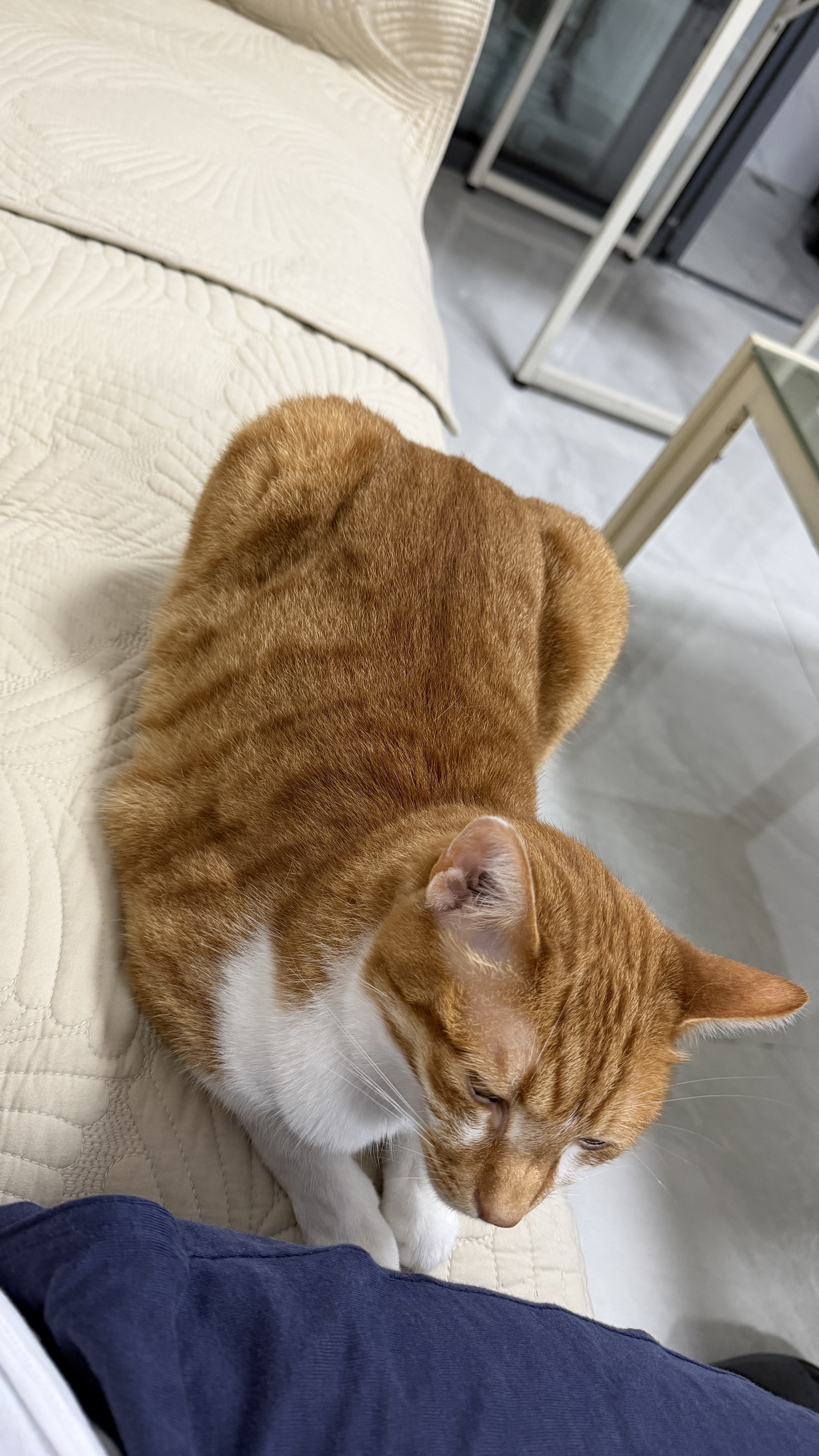 金故原切猫咪狗狗零食拌粮 鸭大胸冻干60g【邓峰家猫咪同款】 实拍图