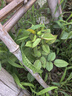 玫瑰花苗老桩绿植物盆栽月季蔷薇老根室内外阳台庭院特大花卉四季 15黄玫瑰（老桩苗四季开花）) 实拍图