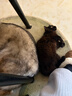 网易严选全价猫粮4.0 成幼猫无谷全阶段营养滋补猫粮 乳鸽乌鸡味1.5kg*4袋 实拍图