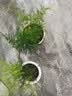 文竹盆栽绿植花卉盆景植物室内客厅水培文松云竹文竹大苗四季常青 小文竹【2棵更实惠】原土球发货 高度15-25cm 实拍图