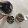 泽信堂 国药药材【特级】辛夷花50克 搭木兰花木笔花玉兰花蕾辛夷花泡茶 实拍图