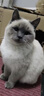 亿迪猫粮冻干幼猫成猫10斤全价英短蓝猫布偶老年猫国产通用全阶段5kg 实拍图