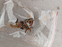 崇雾黄粉虫大麦虫活虫面包虫活体鲜活虫乌龟八哥仓鼠鸟食守宫龙鱼饲料 实拍图