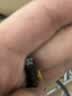 绿联七类网线纯铜 Cat7双屏蔽8芯双绞线 万兆网络连接线 电脑宽带家用兼容2.5g成品跳线10米11273 实拍图