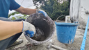 雨虹防水 堵漏王 水不漏 快干水泥 堵漏宝塑钢泥 地漏安装 管根堵漏 4KG 实拍图