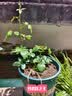 椰砖营养土养花通用型椰糠植物花土种菜泥土脱盐肥多肉土壤种植土 650g小椰砖*1块一块泡发6升左右 实拍图