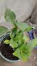 原盆原土绣球花苗无尽夏当年开花绣球花盆栽室内带花庭院花卉植物 绣球1盆装【花手鞠】15-23cm+肥料 实拍图