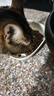 比瑞吉俱乐部系列三文鱼2kg高蛋白全价全期成猫幼猫粮全年龄段透明原料 实拍图