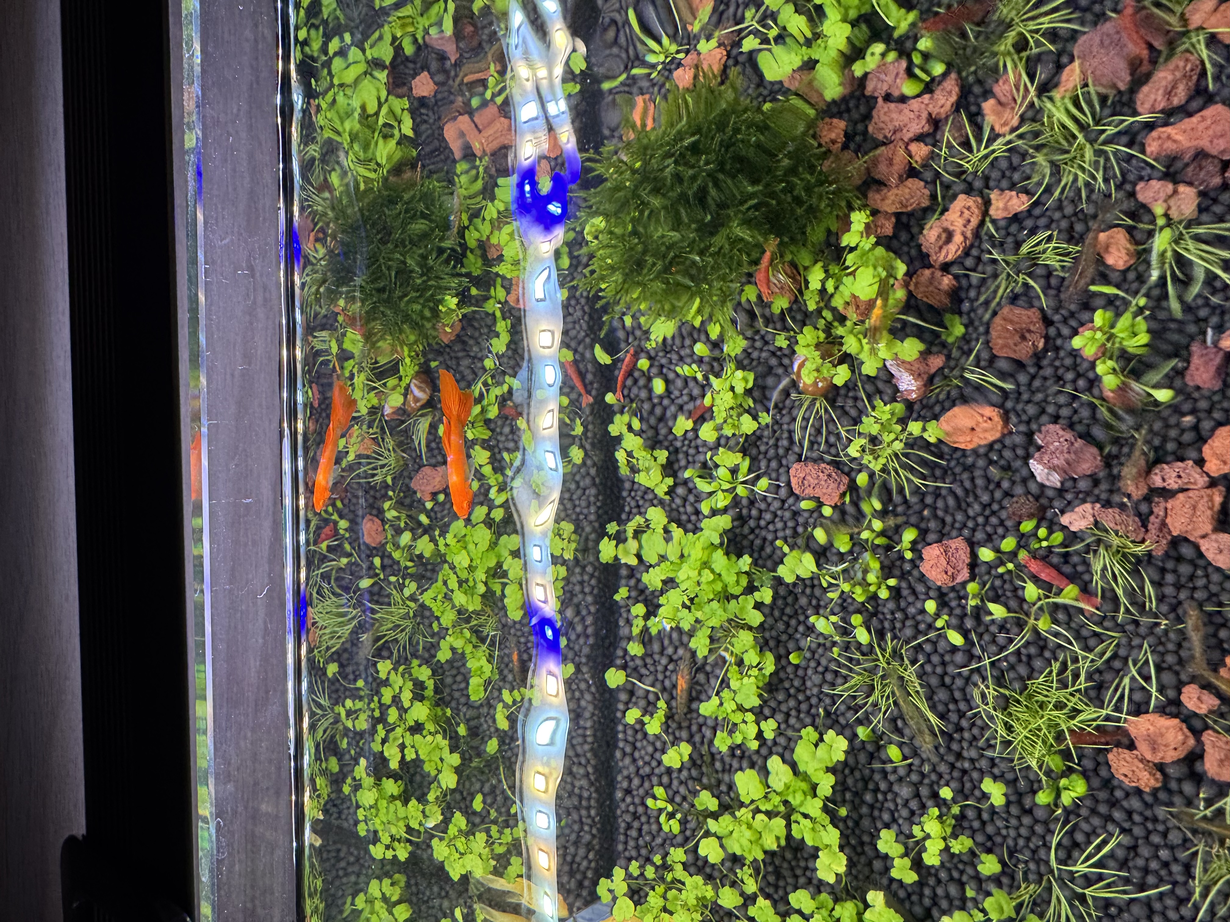 吉印刀锋s鱼缸灯led灯防水全光谱鱼缸照明灯水草灯小型专用鱼灯26cm 实拍图