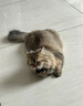 霍曼（Homerun）Real智能自动喂食器猫粮定时猫猫咪自动投食机PF20（不锈钢碗） 实拍图