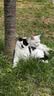 伟嘉猫粮成猫夹心粮 全价粮吞拿鱼1.3kg布偶蓝猫橘猫加菲英短猫咪 实拍图