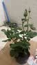 果汁阳台月季花苗四季开花卉盆栽绿植物室内花易活玫瑰带花苞庭院 艾莎【大花浓香，月月开分枝多】 【带花苞】【盆口径15cm】原盆冠25高35 实拍图