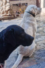 疯狂小狗中大型犬狗粮成幼犬40斤宠物边牧金毛拉布拉多鸡肉燕麦20kg囤货装 实拍图