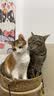 新款学生折叠蚊帐免安装便携式宿舍神器单人床家用成人密网防蚊罩 玫瑰粉（加固防倒） （1.5米床）长190*宽135*高80cm 实拍图