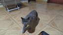 皇家挑嘴成猫猫粮 口感型 ES35通用粮12月以上10KG 实拍图