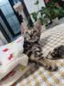 SMARTTAIL猫咪饮水机无线智能恒温加热不插电陶瓷喝水器自动循环饮水器 陶瓷饮水机专用滤芯-4片 陶瓷智能饮水机 实拍图