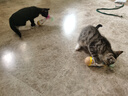 欢宠网猫玩具猫咪不倒翁羽毛铃铛逗猫棒球自嗨解闷神器猫猫小猫幼猫宠物 实拍图