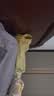 蕉内棉棉301H睡衣男士春夏翻领纯棉短袖短裤家居服套装情侣款居家服 实拍图