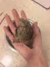 五芳斋 速冻蛋黄猪肉粽 100g*5只 嘉兴粽子蛋黄肉粽端午粽子早餐食品 实拍图