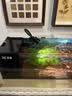 疯狂水草孔雀鱼活体水族宠物观赏鱼冷水耐活小型热带鱼淡水鱼苗 【3CM左右】精品孔雀鱼C 共8条 实拍图