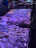 广州酒家糯米烧麦500g*2 30个 早茶点心 儿童早餐烧卖速冻夜宵粽子端午 实拍图