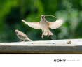 索尼（SONY）FE 400-800mm F6.3-8 G OSS 全画幅超远摄变焦G镜头打鸟专用 基础防护套装(SEL400800G) 实拍图