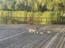 网易严选全价猫粮4.0 猫主粮成幼猫驼羊奶促吸收低敏 鸡肉羊奶味1.5kg*6袋 实拍图