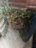 平利绞股蓝【正宗】平利绞股蓝龙须茶无糖养生茶饮绞股蓝茶叶 五叶甘味绞股蓝龙须 100g*1罐 实拍图