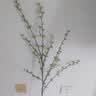 爱已装糖仿真绿植假花花瓶插花单支diy花束塑料花客厅摆件装饰花相思果1束 实拍图