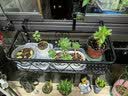 长万家花架置物架阳台铁艺悬挂栏杆花架多肉收纳花盆摆放绿萝装饰架 圆角60*25*12cm 实拍图