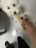 HELLOJOY咖啡木磨牙棒狗狗宠物玩具洁牙洁齿大中小型幼犬防拆家专用耐啃咬 实拍图