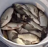 川泽伊豆绑好子线双钩成品鱼钩套装金海夕仕挂鲫鲤鱼翘嘴小鱼钩鳊鱼钩 伊豆45CM【钩2线0.6+钩3线0.8】 各10付【共20付盒装】 实拍图