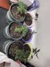 星宸花草博士草木灰种菜用的肥料瓜果蔬菜防虫害有机钾肥农家肥通用有机肥3斤 实拍图