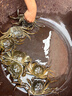【活蟹】乾澄大闸蟹现货 全母蟹2.5-2.8两 8只 去绳足重鲜活六月黄螃蟹海鲜礼盒 实拍图