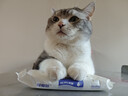 佩玛思特升级款深海鱼系列三种鱼成猫猫粮10kg【囤货装】 实拍图