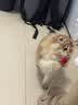 追语猫玩具激光逗猫笔自嗨解闷多功能电子红外线激光灯逗猫宠物用品 实拍图