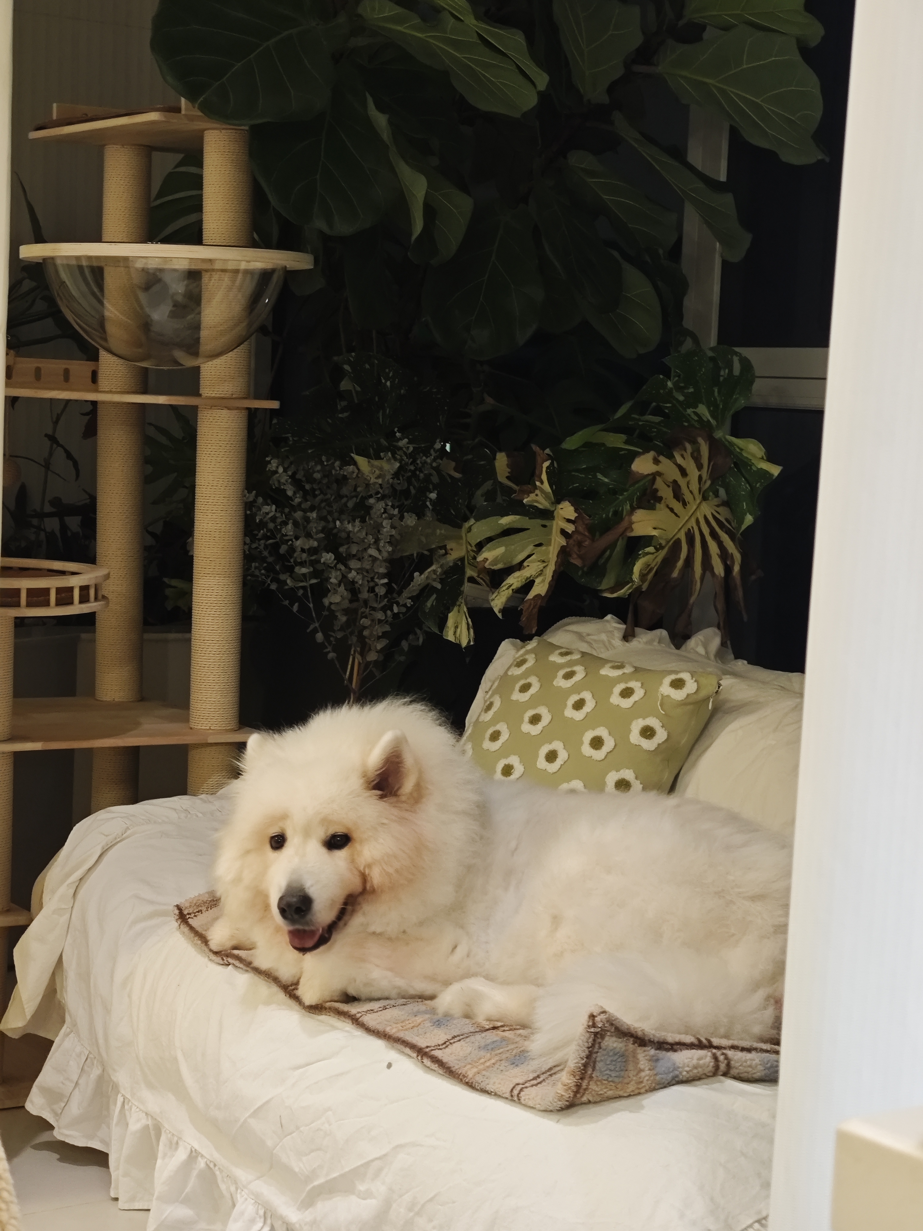 豆柴（docile）冻干三拼成犬狗粮添加有益菌蛋黄鸡肉鸭肉粒通用无谷粮10kg/20斤 实拍图
