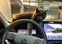 HELLOJOY猫梳子狗狗毛猫毛梳毛刷打薄刮毛神器去底绒防掉毛猫咪宠物开结刀 实拍图