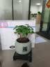 IAM City Farmer牵牛花种植盆栽小学生科学趣味diy科学手工实验植物观察窗10034 实拍图