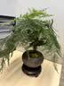 幼薇文竹盆栽植物室内绿化四季迷你办公室绿植摆件桌面好养创意小盆景 文竹+舍得小紫砂盆+圆形底盘 带盆栽好 实拍图