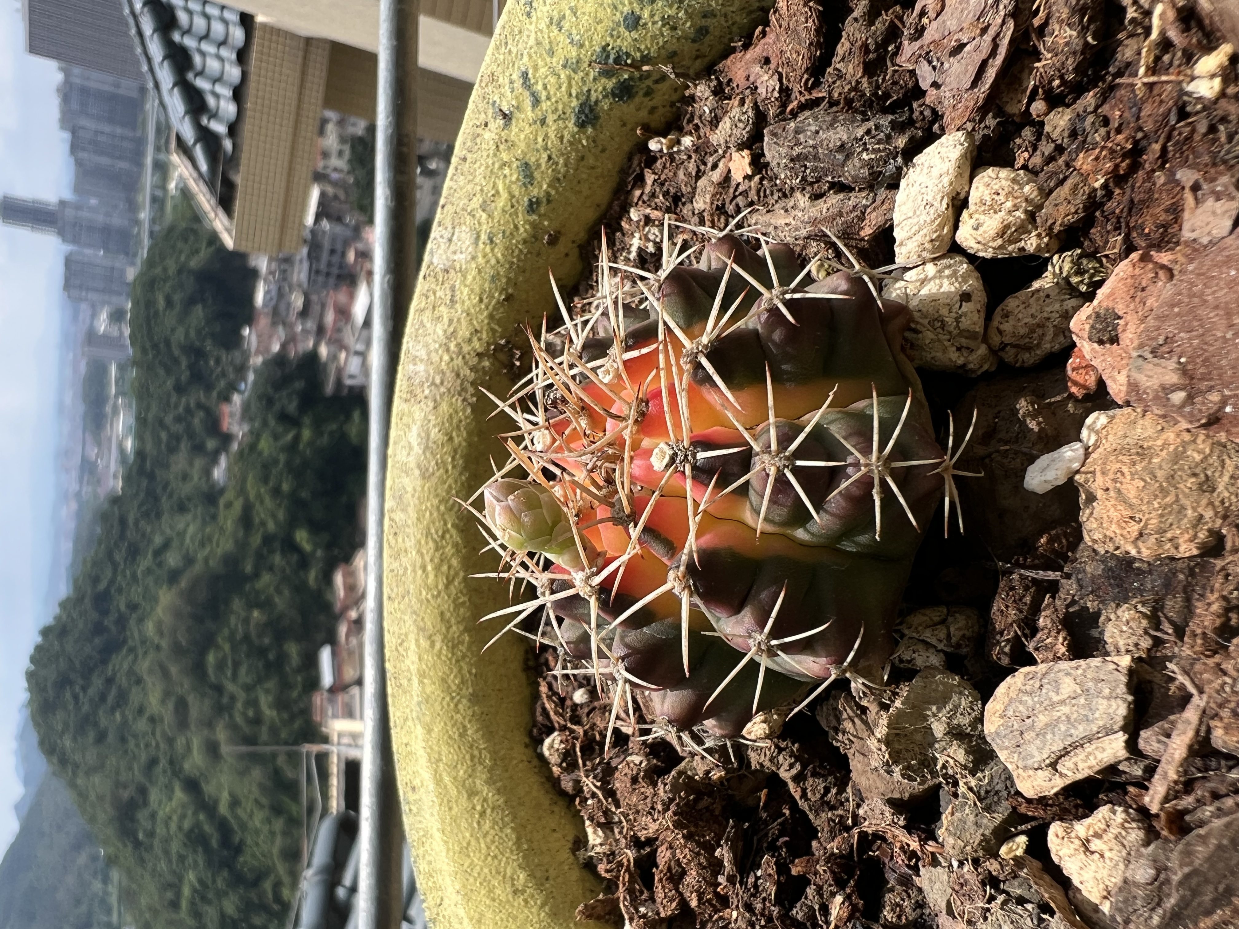 多肉组合盆栽阳台盆栽喜阳植物新手福利按图发货品种花卉好养 A款仙人球组合四种栽好发货 实拍图