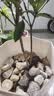 桂花树苗盆栽室内四季桂花卉植物金桂丹桂庭院大树浓香型绿植开花 四季桂花高40cm左右【原土球发货】 实拍图