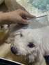 HELLOJOY宠物猫咪狗狗排梳猫梳子宠物去浮毛开结钢梳布偶长毛猫专用猫毛梳 实拍图