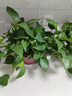 京东绿植绿萝盆栽除甲醛花卉绿植办公室新房净化空气160加高4盆装源头直 实拍图