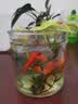 金鱼草金鱼观赏鱼冷水好养耐活小鱼苗锦鲤 2-4cm 红草金买3条送3条（加备损） 实拍图